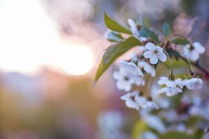 Weiß Blumen Kirsche Baum. Weiß Blumen Kirsche Baum. Blumen Kirsche Baum blühte. Honig und medizinisch Pflanzen Ukraine. blühen Obst Bäume. foto