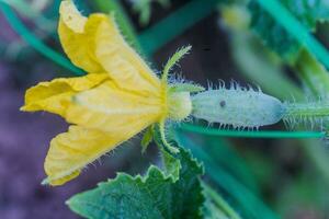 Gurke Eierstock und Gelb Blume. Gurke Cucumis Sativus im das Gemüse Garten mit Eierstock Onstalk mit Blätter. Gurke im Garten ist gebunden oben auf Gitter. Nahansicht. foto