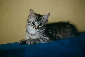 wenig grau Kätzchen Lügen auf Sofa. traurig Neugeborene Kätzchen. ausdrucksvoll Silber Tabby Maine Waschbär Katze Kätzchen, foto