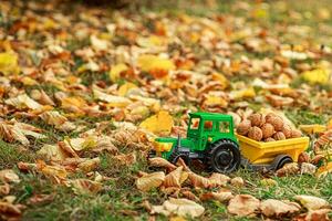 Grün Traktor trägt Nüsse im das zurück. Spielzeug Traktor mit ein Ernte von reif Walnüsse. foto
