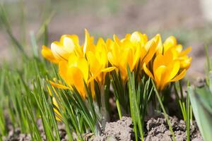 Krokus, Krokusse oder Kroki Das blüht im das Wiese. foto