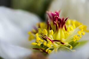 Nieswurz, Nieswurz, Helleborus blühen Pflanzen im das Familie Ranunkeln. Stempel und Staubblätter von ein Blume Nahansicht foto