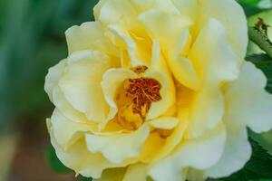 schön Gelb Rose auf Busch im Garten. Nahansicht Blume gegen Hintergrund von Sonnenuntergang. foto