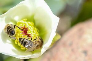 Honig Biene sammelt Nektar und Pollen im früh Frühling von Nieswurz, Nieswurz, Helleborus blühen Pflanzen im das Familie Ranunkeln. foto