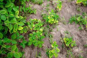 Sojabohne Krankheiten. Vergilbung Blätter von jung Sojabohne Sprossen im ein Bauernhof Feld. Arm Keimung von Sojabohne Samen. foto