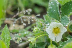 schön Weiß Erdbeere Blume mit Regentropfen im das Garten. das zuerst Ernte von Erdbeeren im das früh Sommer. natürlich Hintergrund. foto