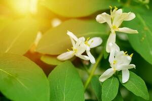 tatarisch Geißblatt blühen im Frühling im ein umweltfreundlich Wald. Lonicera Tatarika Weiß Blumen auf Ast foto