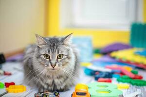 grau Katze unter Kinder- Spielzeuge. schön Katze beim Zuhause sitzt Gegenteil Gelb Mauer. foto