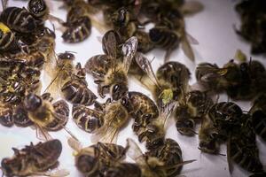 ein tot Biene auf ein Weiß Hintergrund. Befall von Bienen mit Pestizide von das Felder, Milben, oder andere Krankheiten foto