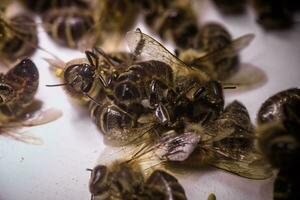 ein tot Biene auf ein Weiß Hintergrund. Befall von Bienen mit Pestizide von das Felder, Milben, oder andere Krankheiten foto