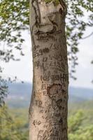 Baumstamm einer Buche mit zerkratzten Graffiti vor hellem, hügeligem Hintergrund foto