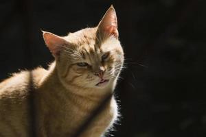 Ingwer Kater mit Schatten sieht aus wie eine Piratenkatze foto