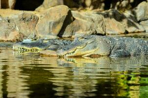 zwei Alligatoren ruhen im das Wasser beim das Zoo foto