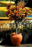ein eingetopft Pflanze mit Orange Blätter im Vorderseite von ein Brunnen foto