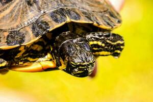 ein schließen oben von ein Schildkröte mit es ist Kopf oben foto