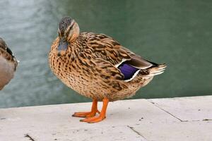 zwei Enten Stehen auf ein Leiste in der Nähe von Wasser foto