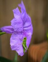 ruellia tuberosa Blumen ebenfalls bekannt wie Minnieroot, Fieber Wurzel, Löwenmaul Wurzel und Schaf Kartoffel foto