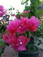 Papier Blumen oder Bougainvillea oder Bougainvillea spectabilis hat Orange oder violett Farbe und es ist Stempel ist Weiß foto