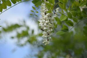 blühen Akazie Weiß Trauben foto
