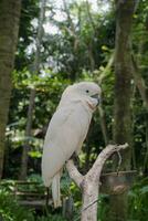 das schön Kakadu im das Lombok Tierwelt Park foto