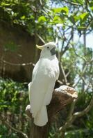 das schön Kakadu im das Lombok Tierwelt Park foto