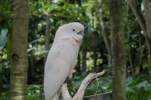 das schön Kakadu im das Lombok Tierwelt Park foto