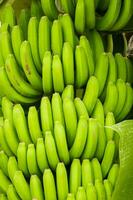 ein Bündel von Grün Bananen hängend von ein Baum foto