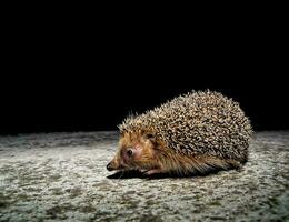 ein Igel ist Gehen auf ein Beton Fußboden foto