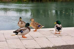 drei Enten Stehen auf das Kante von ein See foto