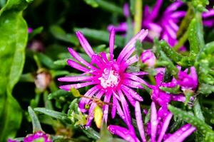 ein Gruppe von Rosa und Weiß Blumen im ein Topf foto