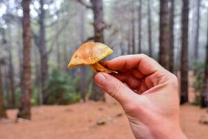 ein Person halten ein klein Pilz im das Mitte von ein Wald foto