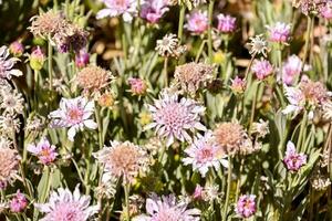 ein Feld von Rosa Blumen foto