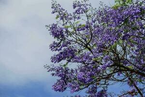 ein Baum mit lila Blumen gegen ein Blau Himmel foto