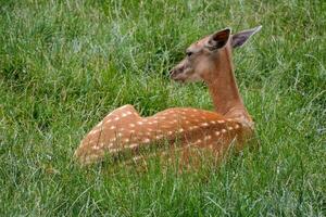 ein Hirsch Verlegung im das Gras foto