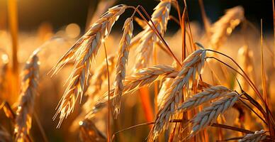 ai generiert groß golden Weizen Feld schließen hoch, Landwirtschaft Konzept - - ai generiert Bild foto