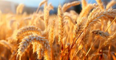 ai generiert groß golden Weizen Feld schließen hoch, Landwirtschaft Konzept - - ai generiert Bild foto