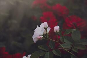 Weiß Rose gegen das Hintergrund von ein Sommer- Garten foto