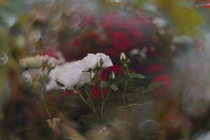 Weiß Rose gegen das Hintergrund von ein Sommer- Garten foto