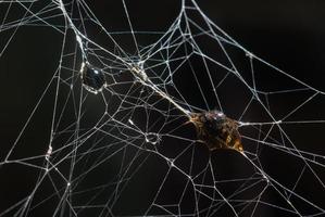 Insekt war in Spinnenseide gehüllt unheimlich foto