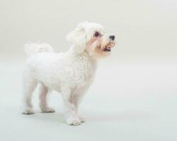 Porträt von süß weiblich maltesisch Hund auf grau Hintergrund foto