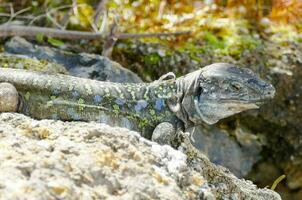 ein Leguan ist Sitzung auf ein Felsen im das wild foto