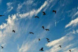 Vögel fliegen in den Himmel foto