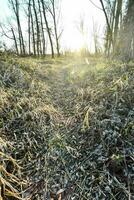 ein Pfad im das Wald mit Gras und Bäume foto