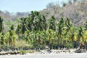 ein Strand mit Palme Bäume und ein Boot auf es foto
