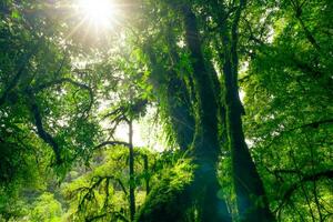 Grün Baum Wald mit Sonnenlicht durch Grün Blätter. natürlich Kohlenstoff Erfassung und Kohlenstoff Anerkennung Konzept. nachhaltig Wald Management. Bäume absorbieren Kohlenstoff Dioxid. natürlich Kohlenstoff Waschbecken. Umgebung Tag foto