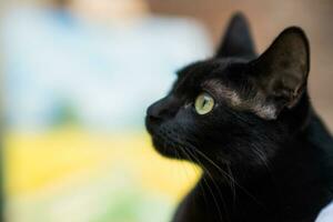 schließen oben Bild von schön schwarz Katze foto