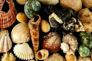 ein groß Sammlung von Muscheln auf ein schwarz Hintergrund foto