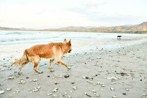 ein Hund Gehen auf das Strand mit Muscheln foto