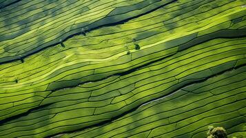 ai generiert Tee Plantage Landschaft, oben Aussicht Textur foto