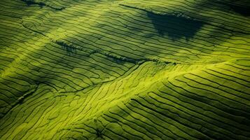 ai generiert Tee Plantage Landschaft, oben Aussicht Textur foto